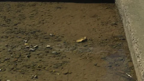 Empty shells and sediment on the shoreline of Lake Macquarie, NSW, Australia Stock Footage 329157856
