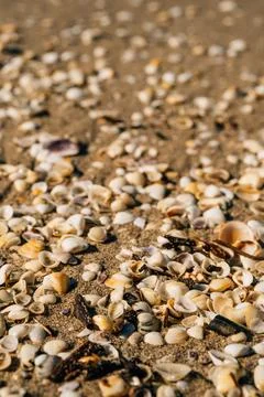 Empty shells on the beach brought by the tide. Stock Photos