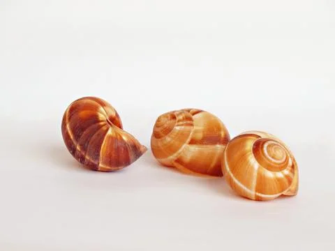 Empty shells of the Burgundy snail 1 Stock Photos