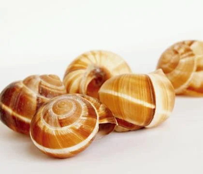 Empty shells of the Burgundy snail 3 Stock Photos