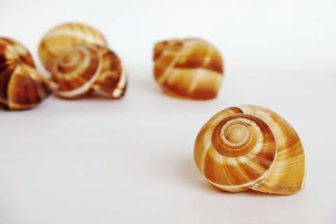 Empty shells of the Burgundy snail 4 Stock Photos