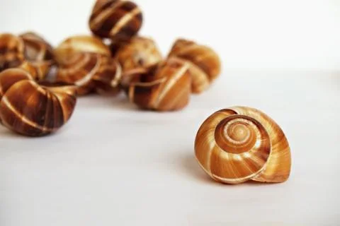 Empty shells of the Burgundy snail 5 Stock Photos