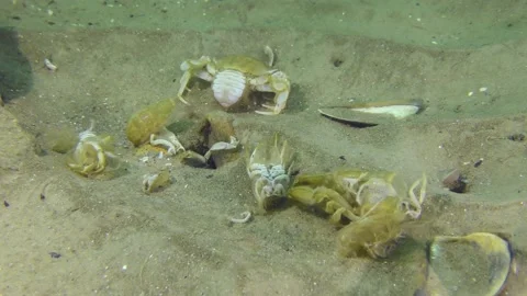 Empty shells of crustaceans on the seabed. Stock Footage 172021162