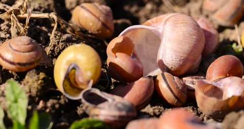 Empty shells of garden and grape snails on the ground, a large number of empty Stock Footage 314090270
