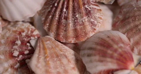Empty shells of marine mollusks in one pile, dumped together empty washed shells Stock Footage 314084535
