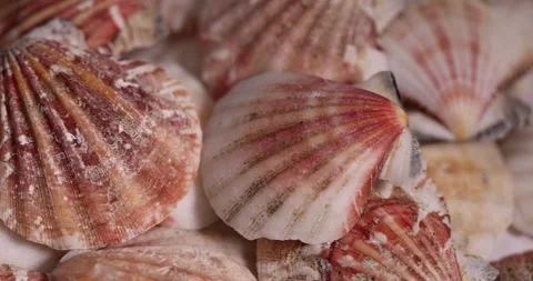 Empty shells of marine mollusks stacked in one pile, dumped together empty Stock Footage 313567188