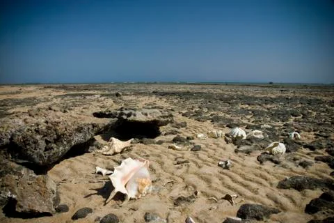 Empty shells on a rocky beach. Stock Photos