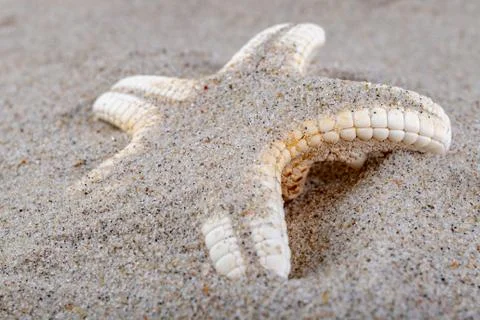 Empty shells on sea sand on the beach. Colorful shells of sea snails. Stock Photos
