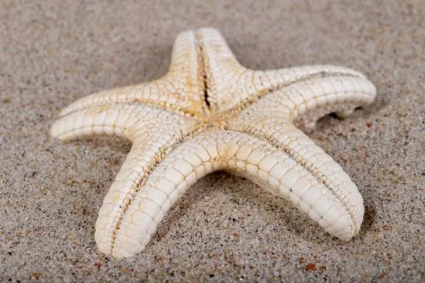 Empty shells on sea sand on the beach. Colorful shells of sea snails. Stock Photos
