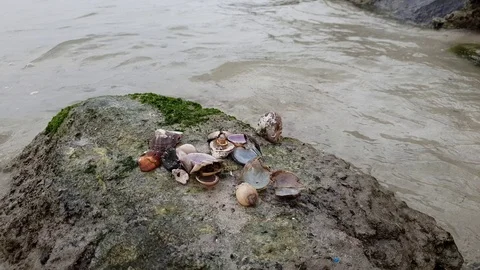 Empty shells of sea shellfish on rock On coast of Persian Gulf Stock Footage 88780095