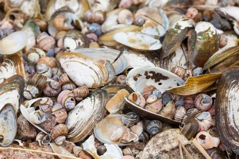 Empty shells on the sea shore Stock Photos