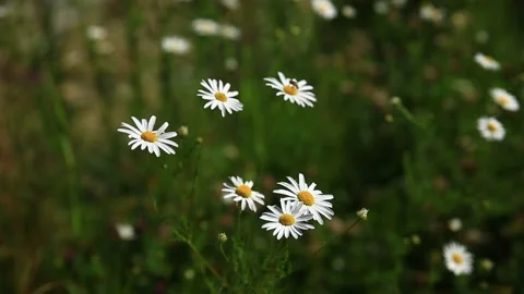 Empty shot of Daisies swaying in the wind Vídeos de archivo 284463093