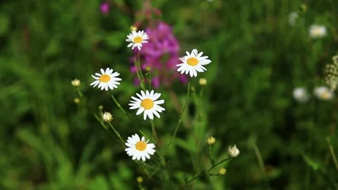 Empty shot of Daisies swaying in the wind Stockbeeldmateriaal 284463101