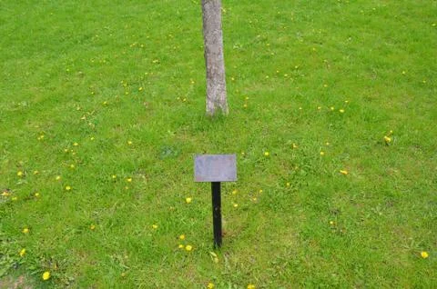 Empty sign in grass with tree and dandelions Stock Photos