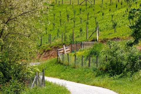 Empty single road path outside in rural countryside with green plants and fence Stock Photos