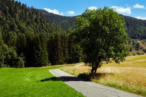 Empty small road and tree in Black Forest, Germany Stock Photos