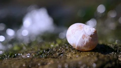 An empty snail house on a mossy bed by a flowing river Stock Footage 341436327