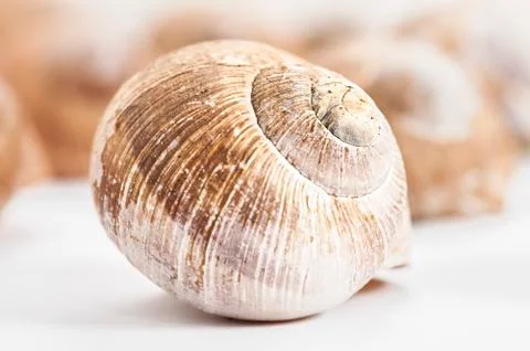 Empty snail house Stock Photos