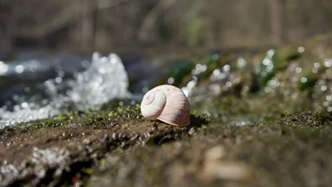 Empty snail house by the river closeup Video stock 346887570
