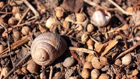 Empty snail house shell Stock Photos