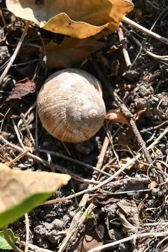 Empty snail shell on dry ground Stock Photos