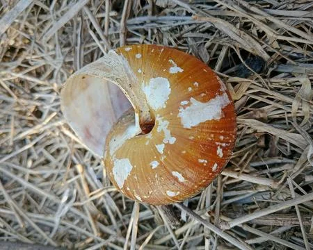 Empty snail shell on dry straw background Stock Photos