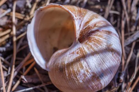 Empty Snail Shell on Forest Floor Фото