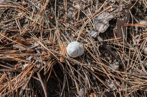 Empty snail shell on a forest floor covered in pine needles Фото