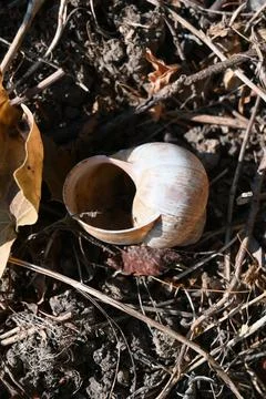 Empty snail shell on the ground Stock Photos