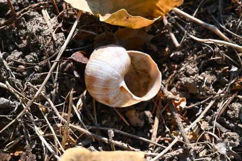 Empty snail shell on the ground Stock Photos