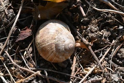 Empty snail shell on the ground Stock Photos