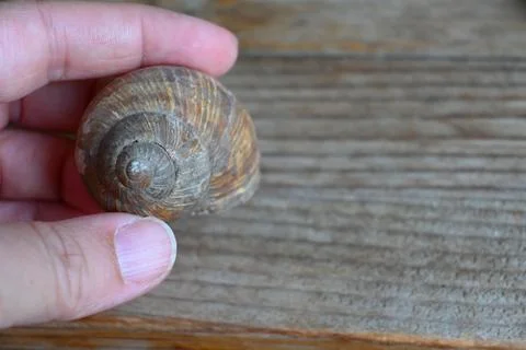 Empty snail shell held in a hand Stock Photos