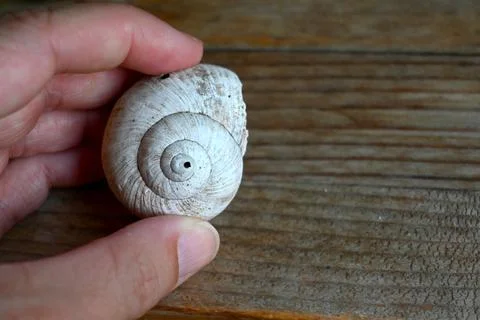 Empty snail shell held in hand Stock Photos