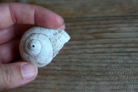 Empty snail shell held in hand Stock Photos