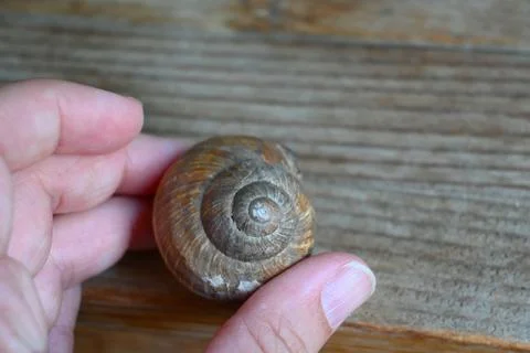 Empty snail shell held in hand Stock Photos