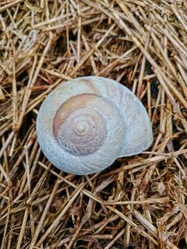 Empty snail shell lying on dry grass Stock Photos
