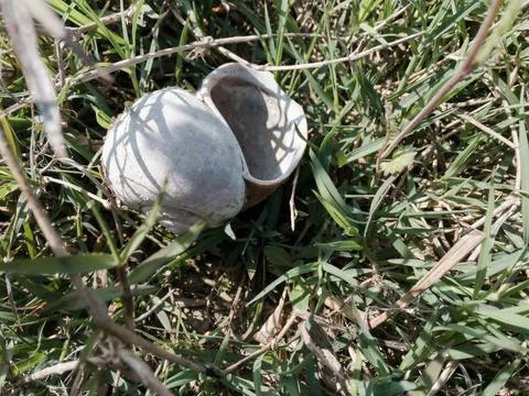 An empty snail shell lying on the ground near a swamp. Stock Photos