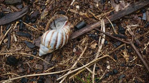 Empty Snail Shell on Natural Surface Stock Photos