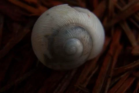 Empty Snail Shell Stock Photos