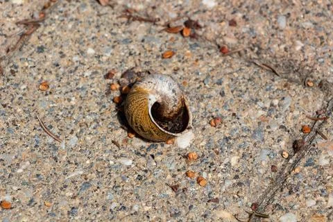 Empty snail shell Stock Photos