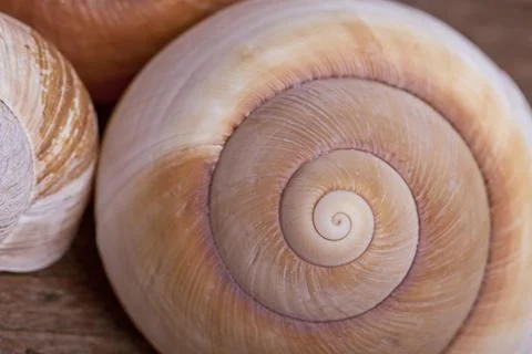 Empty snail shell Stock Photos