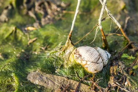 Empty snail shell, in a swampy water covered with grass. Stock Photos