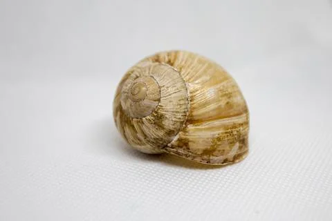 An empty snail shell on white background Stock Photos