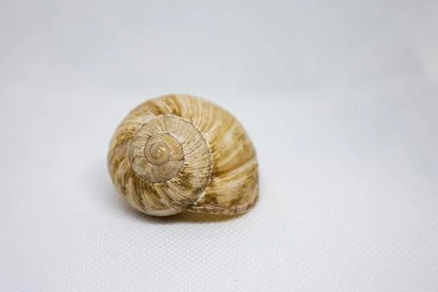 An empty snail shell on white background Stock Photos