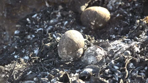 Empty snail shells among ash after wildfire meadow environmental tragedy macro Stock Footage 334078526