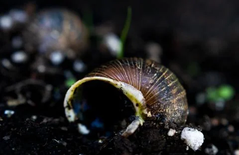 Empty snail shells on dirt in a garden after recent rain Stock Photos