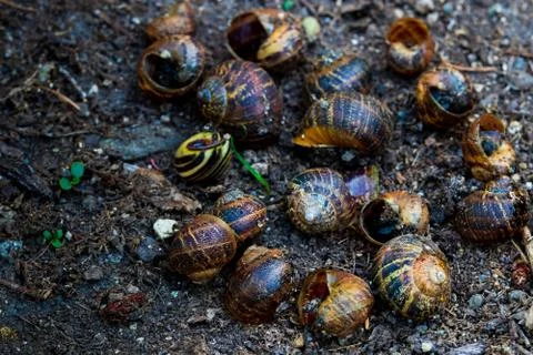 Empty snail shells on dirt in a garden Stock Photos