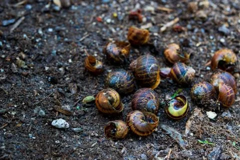 Empty snail shells on dirt in a garden Stock Photos
