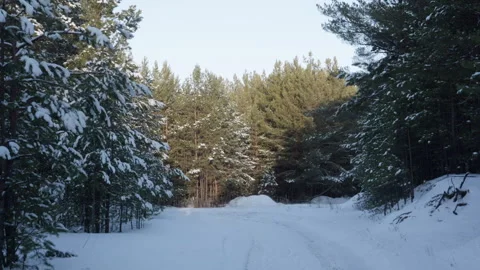 Empty snow-covered forest road winding through tall pine trees peacefully Video stock 319461720