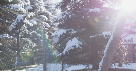 Empty Snow-Covered Swing in Sunny Winter Garden. 4K DCi SLOW MOTION 120 fps. Vidéo 67219516